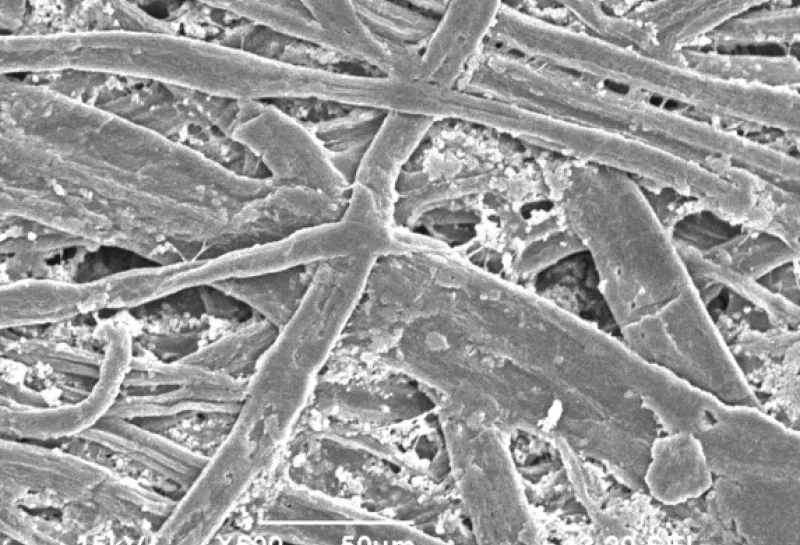electron microscope image of paper