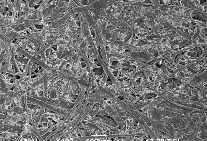 electron microscope image of paper