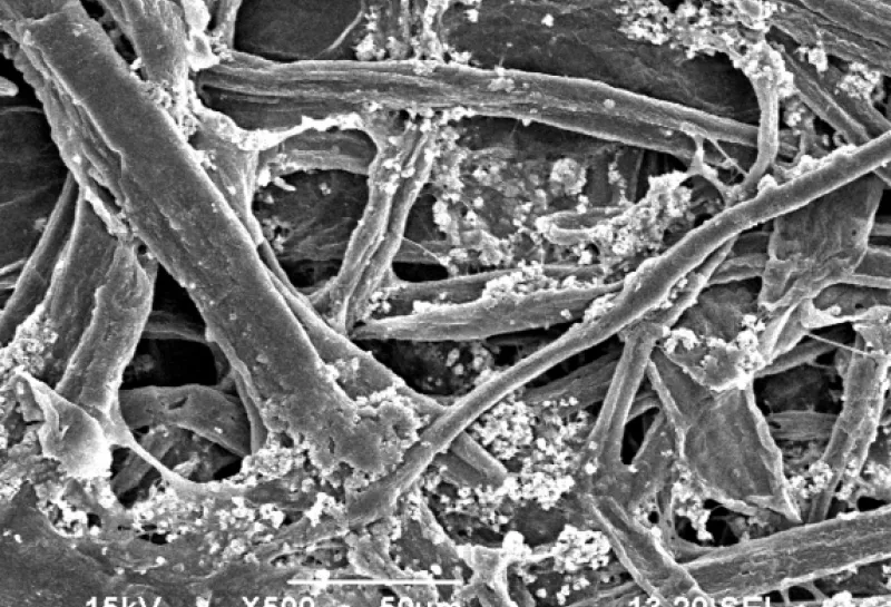 electron microscope image of paper