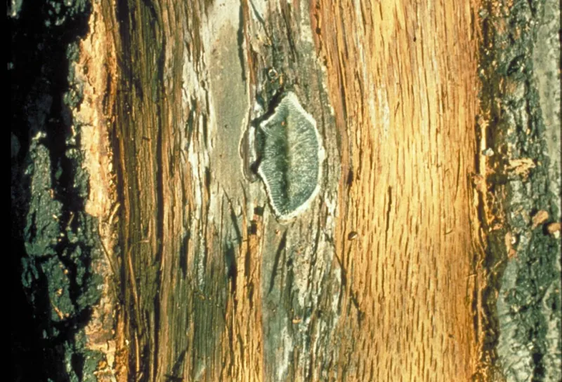 A diamond shaped lesion inside the inner bark of a tree