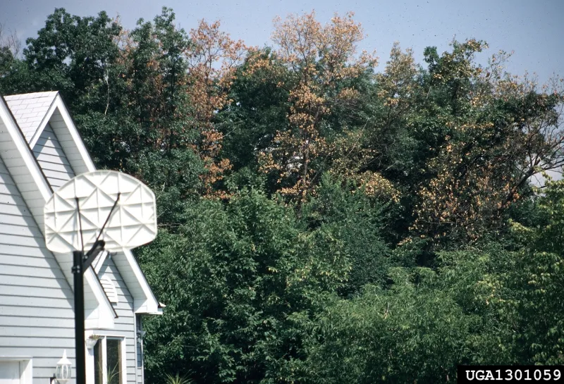 Dying trees with brown leaves amongst healthy trees in a windbreak