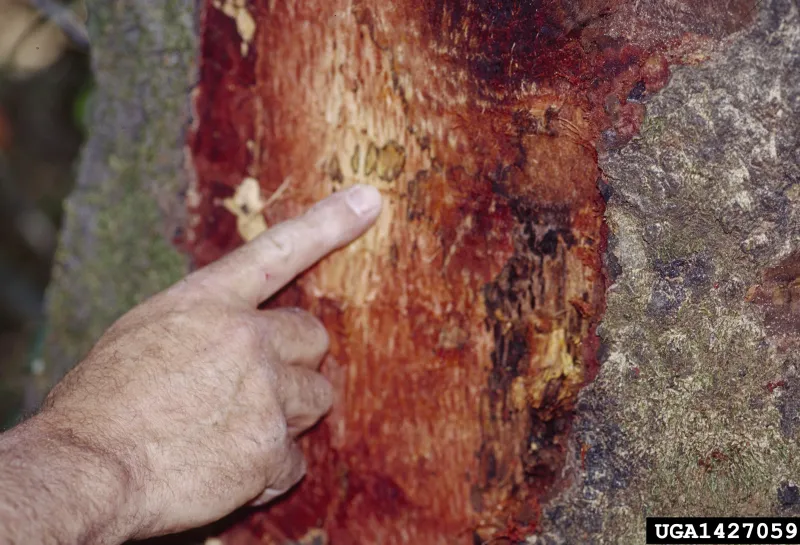 A finger poitns to red mold on the inner bark of a tree