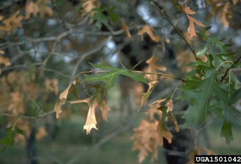 Oak leaves turning brown at the tip