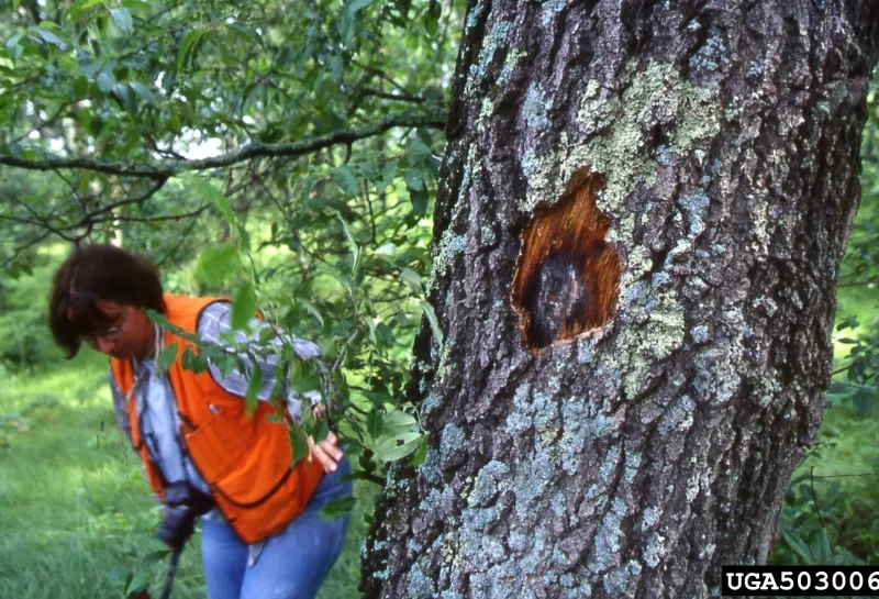 A diamond shaped cut into the bark of a tree
