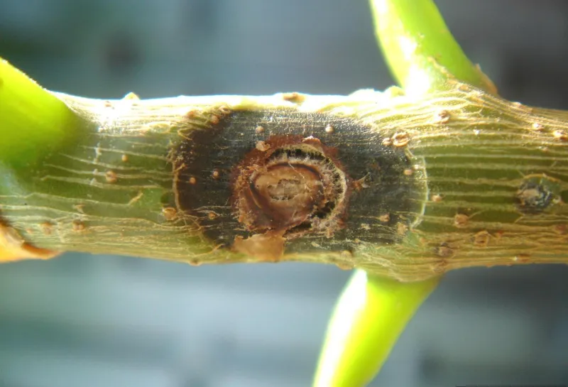 A small sunken spot begins to form on a twig of a tree