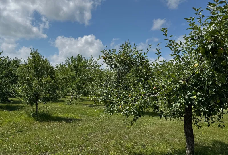 Apple trees and NDSU Hort Farm