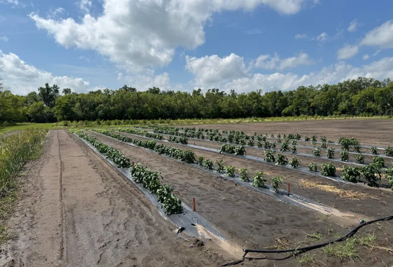 Young Plants at NDSU Hort Farm