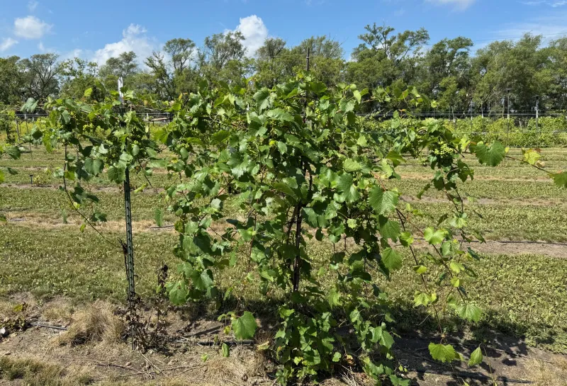 Grapes vining at NDSU Hort Farm