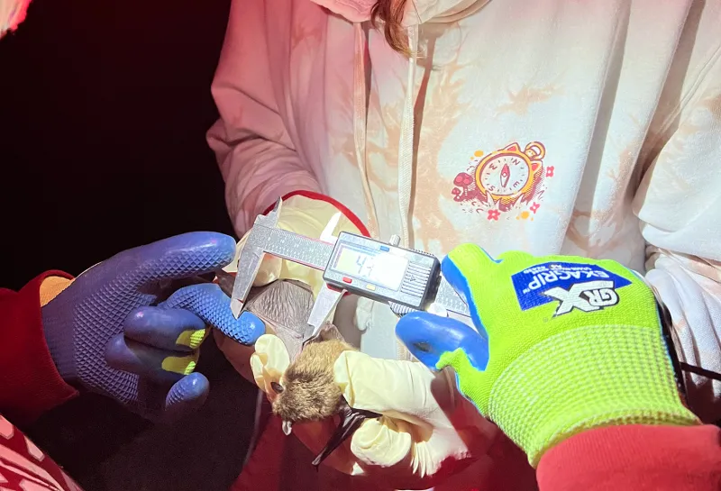 Karliegh measuring a bat.