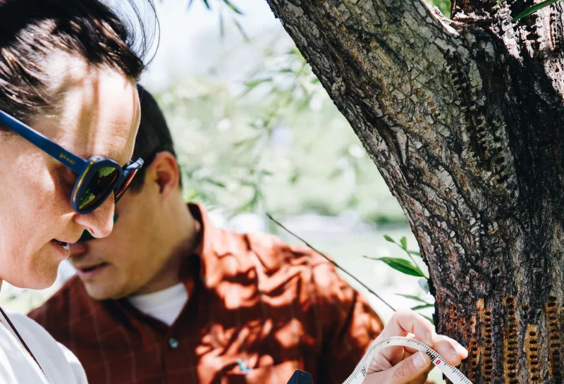 A couple measure a tree around its trunk