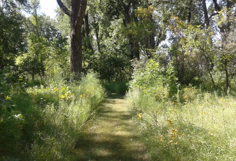 A trail leading into a forest
