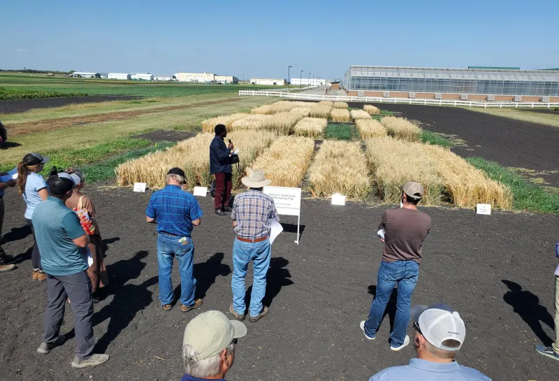 Cover Crops, Forages, and Intercropping Field Day