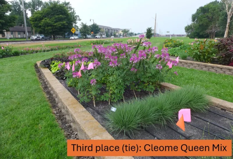 3. Cleome Queen mix