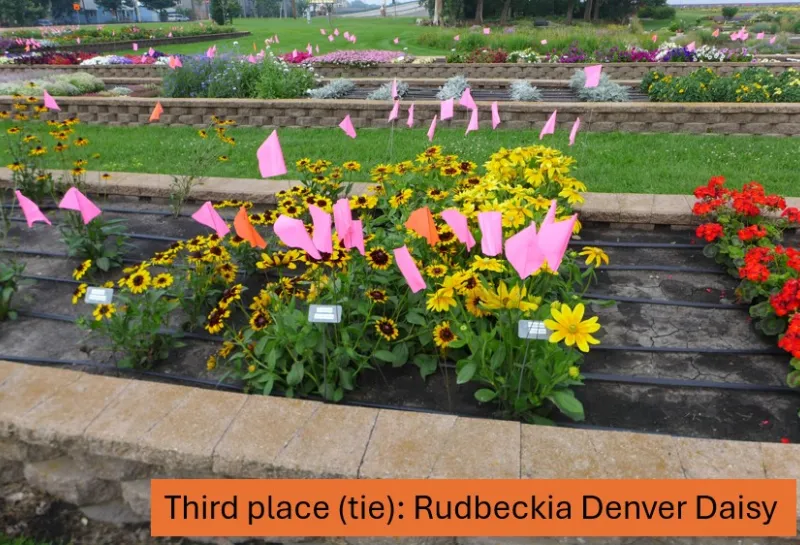 Rudbeckia Denver Daisy