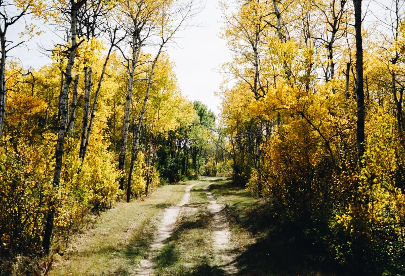 A trail through the forest in fall color