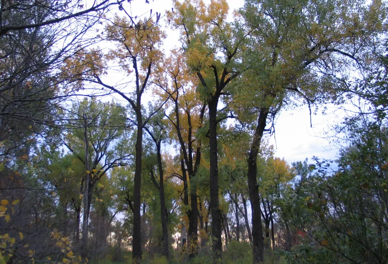 Large cottonwood trees extending up into the sky