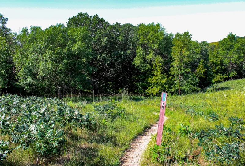 A trail leading into a forest