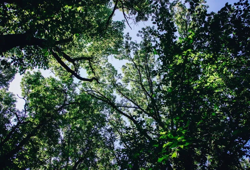A look up into the canopy of a forest