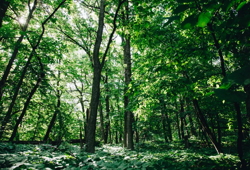 Trees in a forest growing up into the canopy of leaves