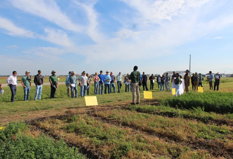 Cover Crop, Intercropping, Soil Health
