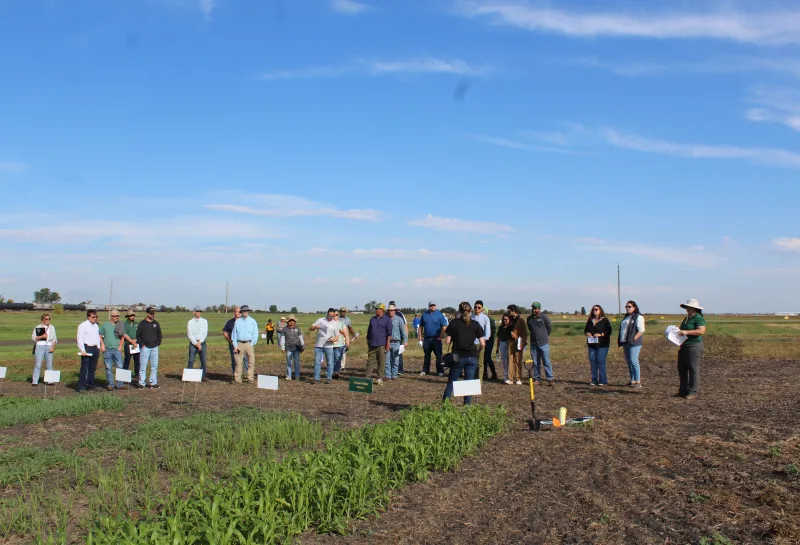 Cover Crop, Intercropping, Soil Health