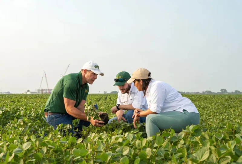 Faculty researchers in soybean field