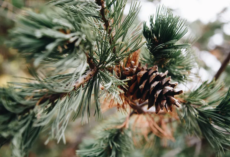 A close-up of a pine cone hanging from a snow-dusted limber pine branch.