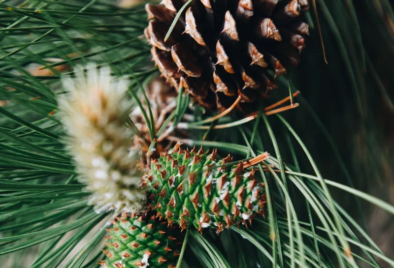 New pinecones forming next to last year's cone on a Ponderosa pine tree