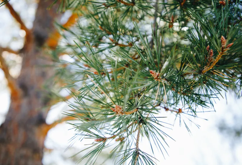 Scotch pine's flaky, orange bark and its 1.5 to 2.5 inch needles