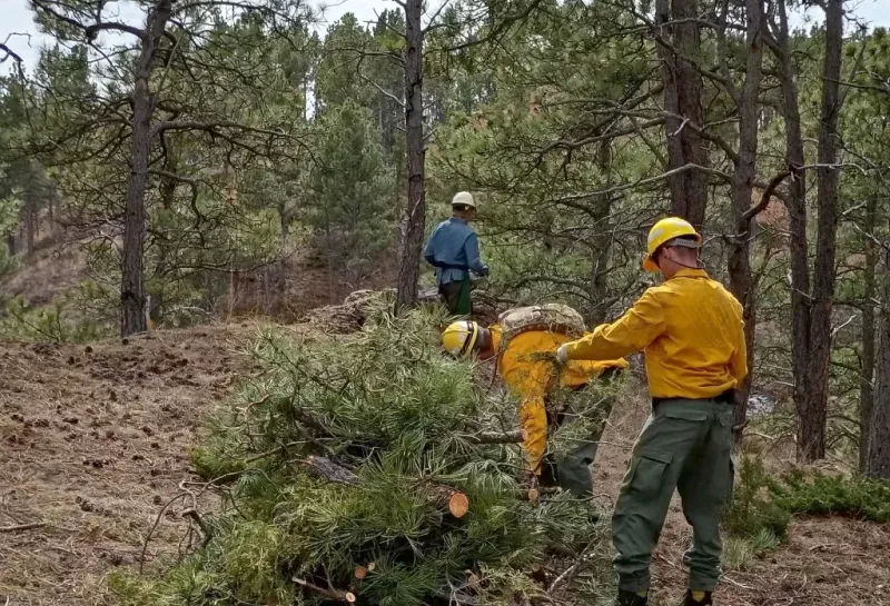Wildland firefighters use chainsaws to fell and cut up ponderosa pine trees in a forest.