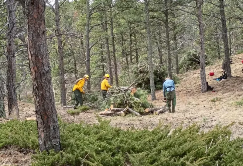 Wildland firefighters use chainsaws to fell and cut up ponderosa pine trees in a forest.