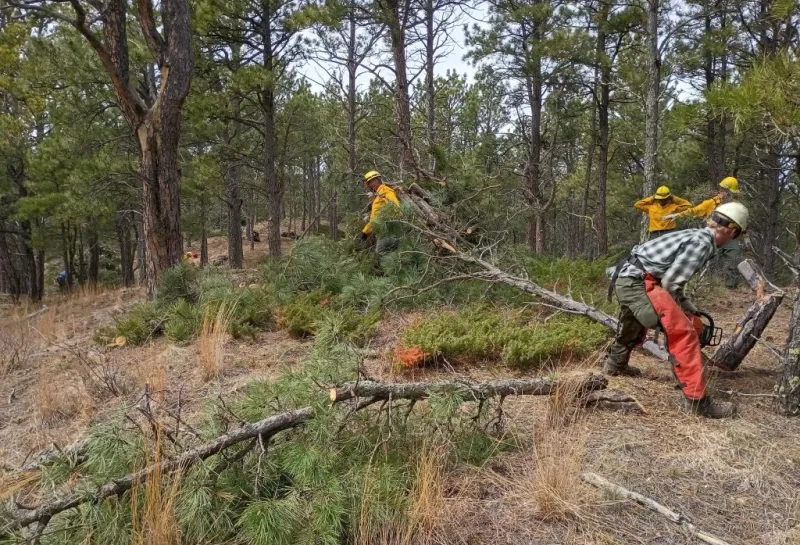 Wildland firefighters use chainsaws to fell and cut up ponderosa pine trees in a forest.