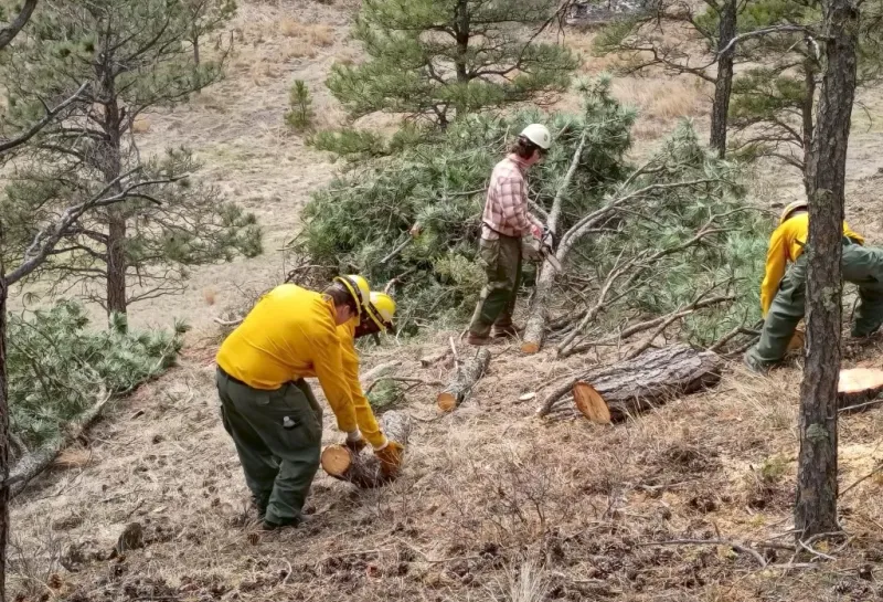 Wildland firefighters use chainsaws to fell and cut up ponderosa pine trees in a forest.