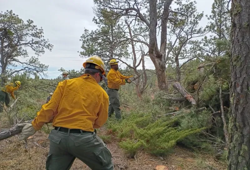Wildland firefighters use chainsaws to fell and cut up ponderosa pine trees in a forest.