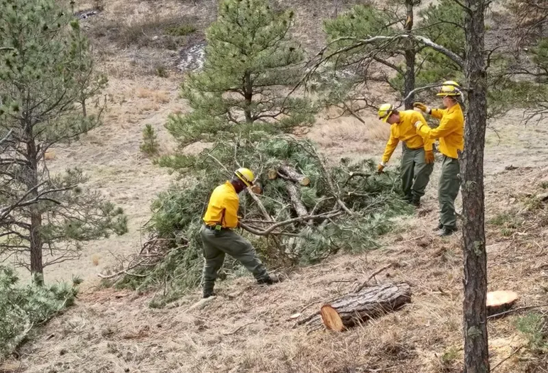Wildland firefighters use chainsaws to fell and cut up ponderosa pine trees in a forest.