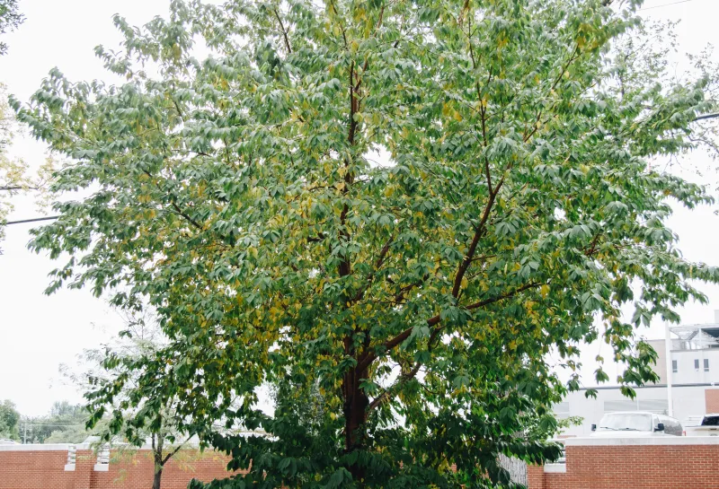 An Amur chokecherry tree planted in a boulevard.
