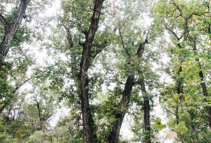 A balsam poplar tree in a forest.