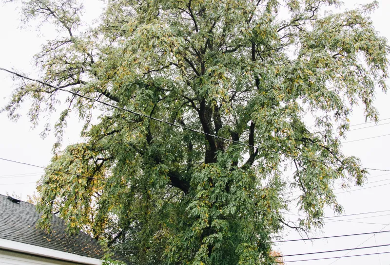 A large black locust tree planted in a backyard.