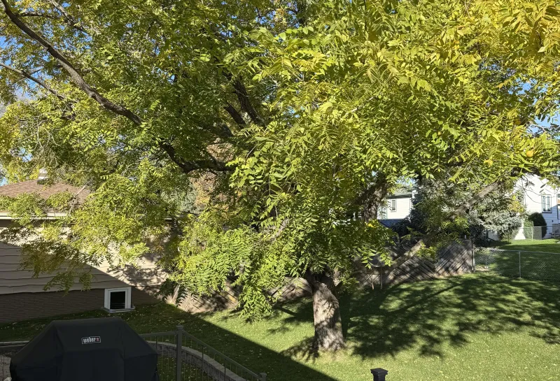 A large black walnut tree planted in a backyard.