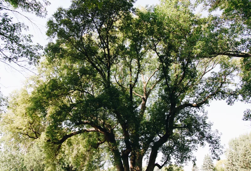 A boxelder tree planted in a golf course green.