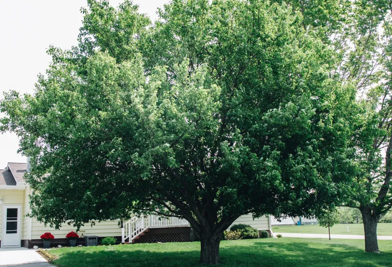 A crabapple tree planted in a yard.