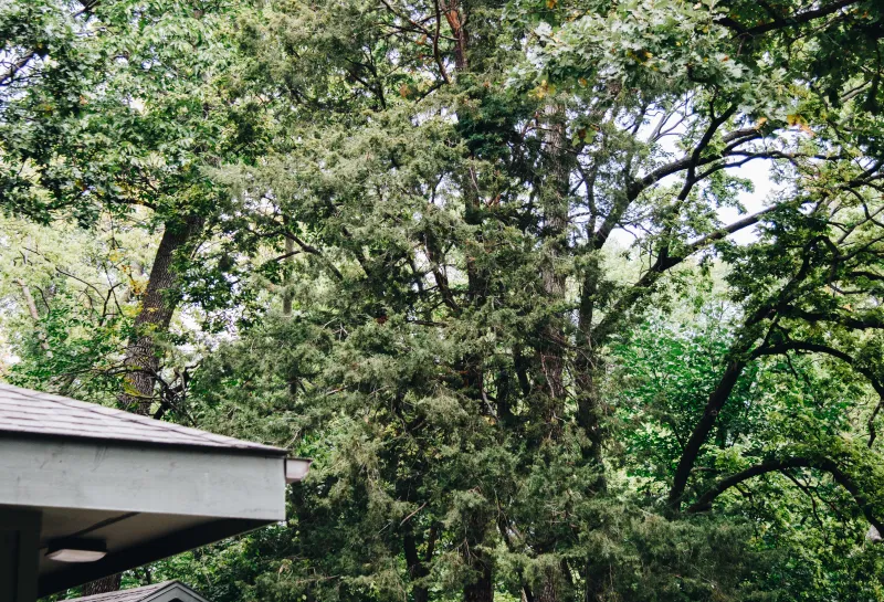 A tall eastern red cedar planted in a wooded area near a maintenance shed.