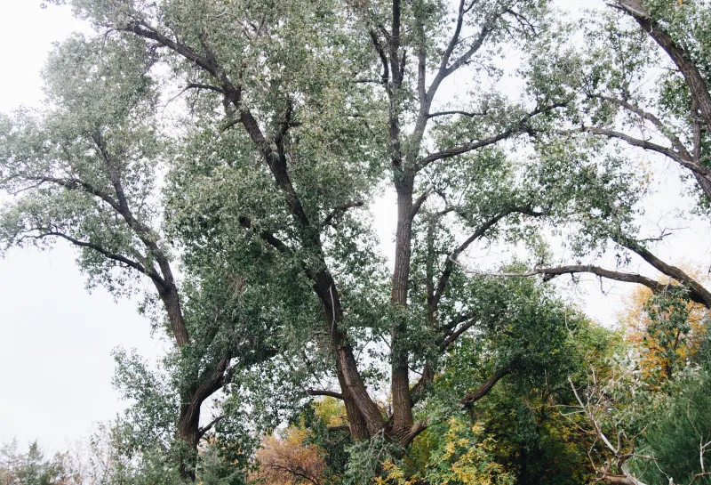 A large smooth-bark cottonwood in a riparian area.