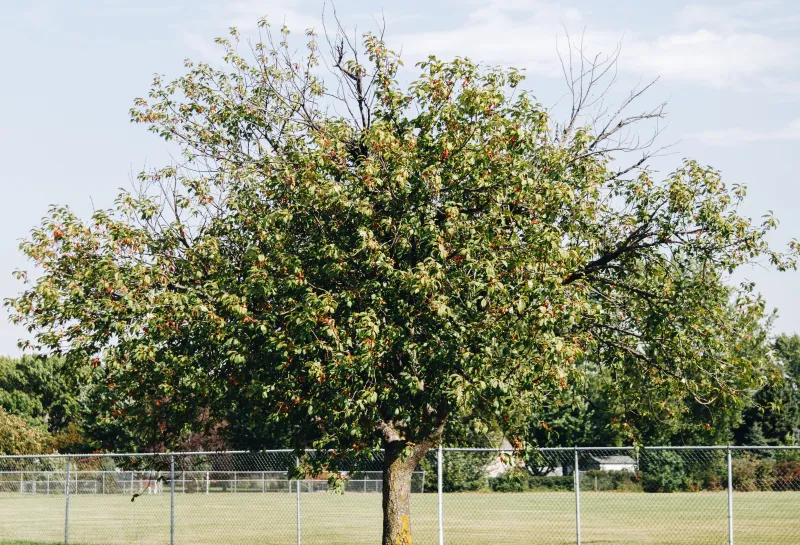 A Mayday tree planted near a baseball field.