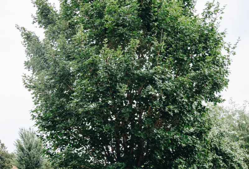 A Miyabe maple tree planted in green space in a parking lot.