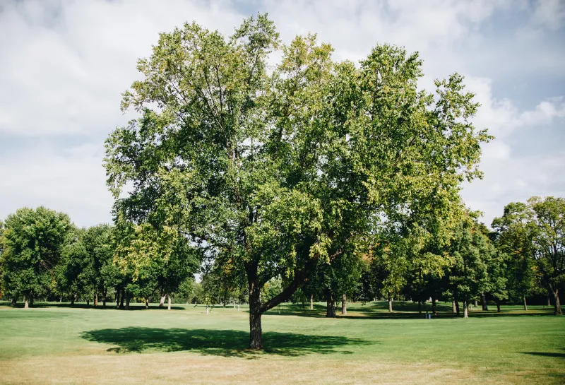 A large river birch tree planted in a golf course green.