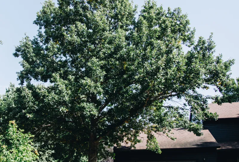 A swamp white oak tree planted in a yard.