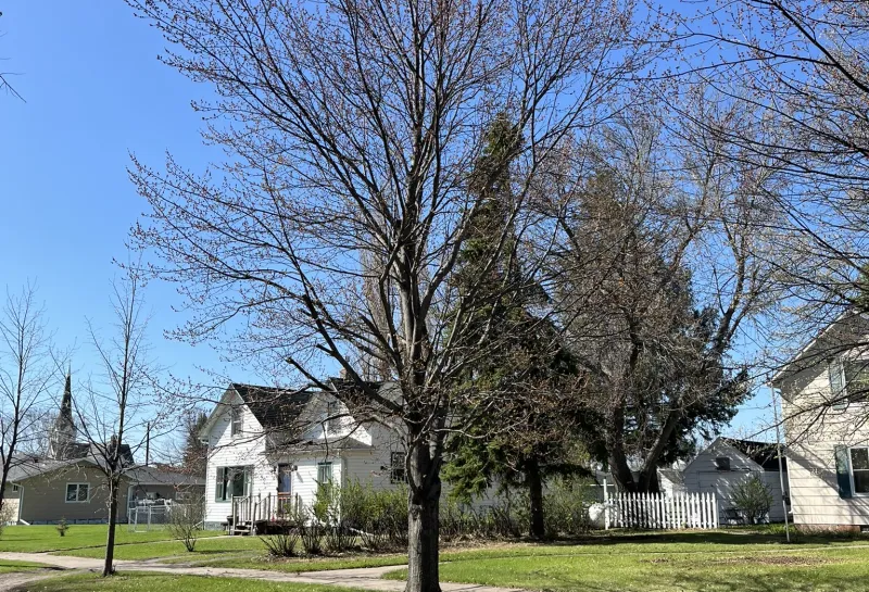A red maple tree planted in a boulevard.