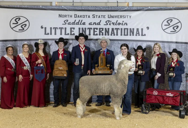 Little winners with sheep