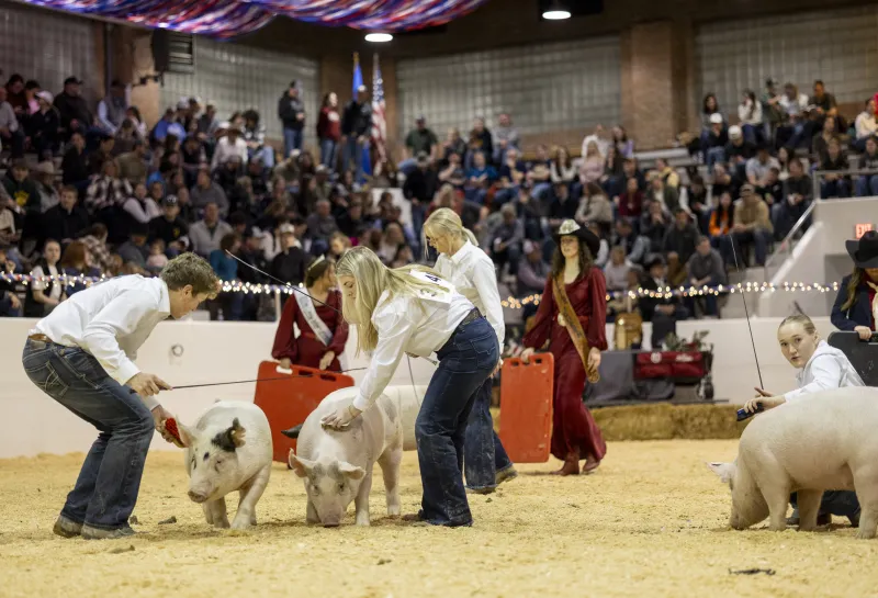 Students showing pigs at Little I